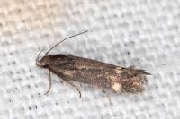 Aproaerema sangiella