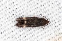 Aproaerema sangiella