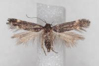 Aproaerema sangiella