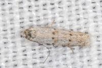 Symmocoides oxybiella
