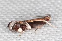 Helcystogramma lamprostoma