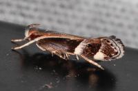 Helcystogramma lamprostoma