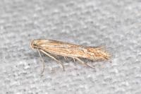 Ptocheuusa paupella