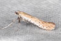 Aspilapteryx tringipennella