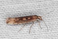 Plutella xylostella