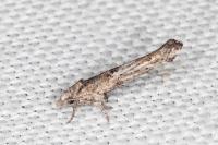 Zelleria oleastrella
