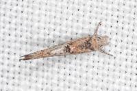 Zelleria oleastrella