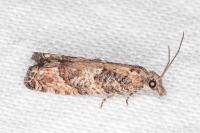 Acroclita subsequana