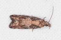 Acroclita subsequana