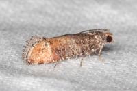 Clavigesta purdeyi