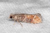 Clavigesta purdeyi