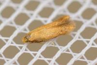 Tischeria