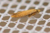Tischeria