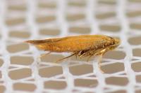 Tischeria