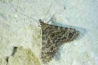 Alucita huebneri
