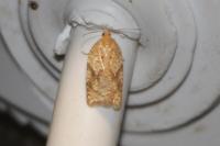 Acleris ferrugana/notana