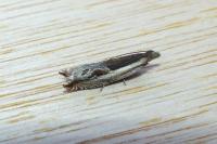 Ancylis apicella