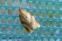 Clepsis consimilana