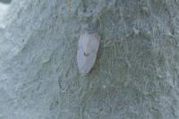 Pseudopostega