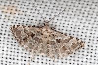 Alucita palodactyla