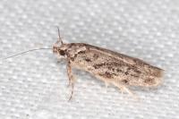 Psoricoptera gibbosella