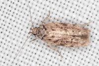 Psoricoptera gibbosella