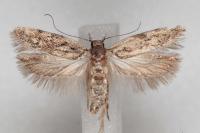 Psoricoptera gibbosella