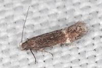 Aproaerema suecicella