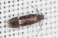 Aproaerema suecicella