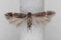 Aproaerema suecicella