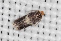 Ectoedemia hendrikseni