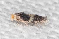 Ectoedemia hendrikseni