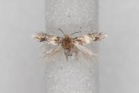 Ectoedemia hendrikseni