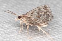 Alucita palodactyla
