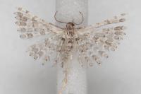 Alucita palodactyla