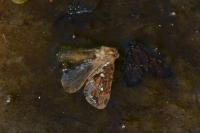 Korscheltellus fusconebulosus
