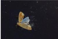 Lathronympha strigana