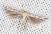 Merrifieldia malacodactyla