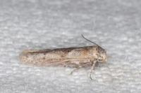 Blastobasis phycidella