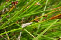 Glyphipterix thrasonella