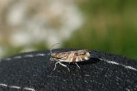 Epinotia mercuriana