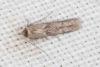 Blastobasis phycidella