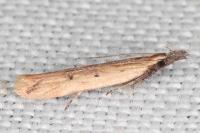 Dichomeris acuminata