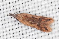 Dichomeris acuminata