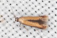 Coptotriche marginea