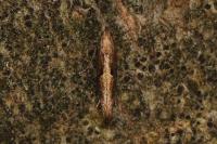 Acrolepiopsis vesperella