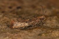 Acrolepiopsis vesperella