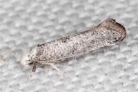 Paraswammerdamia albicapitella