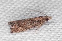 Acroclita subsequana