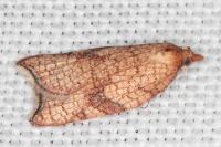 Acleris rhombana
